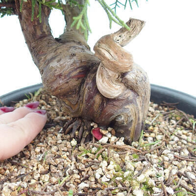 Outdoor bonsai - Juniperus chinensis Itoigawa - Chinese juniper - 5