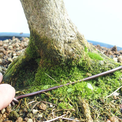 Outdoor bonsai - Boxwood - 5