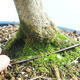 Outdoor bonsai - Boxwood - 5/5
