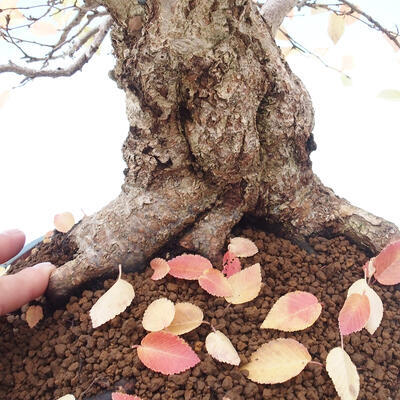 Outdoor bonsai - Carpinus Coreana - Korean hornbeam - 5