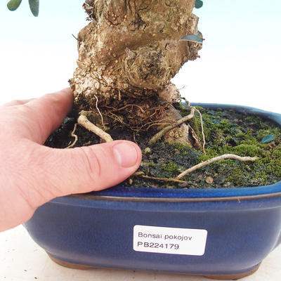 Room bonsai - Olea europaea sylvestris -Oliva European drobnolistá - 5