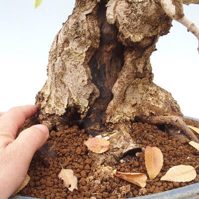 Outdoor bonsai - Carpinus Coreana - Korean hornbeam - 5