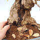Outdoor bonsai - Carpinus Coreana - Korean hornbeam - 5/5