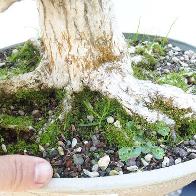 Outdoor bonsai -Carpinus CARPINOIDES - Korean Hornbeam - 5