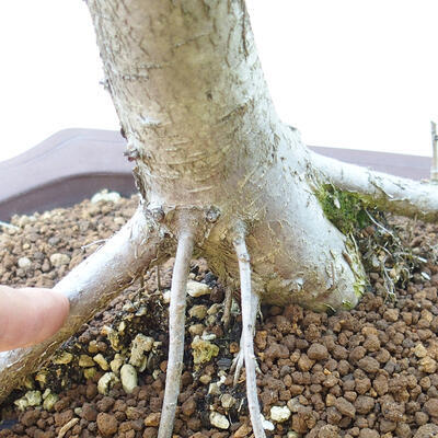 Outdoor bonsai - Hawthorn - 5