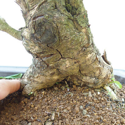 Outdoor bonsai - bird's beak Ligustrum - 5