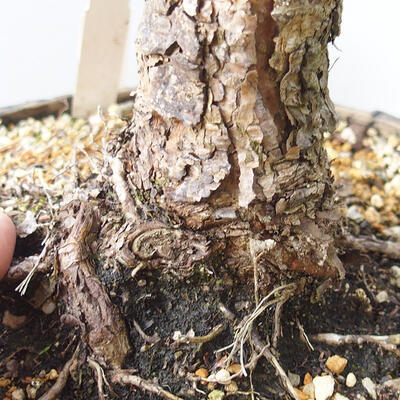 Outdoor bonsai - Pinus sylvestris Watereri - Scots Pine - 5