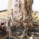 Outdoor bonsai - Pinus sylvestris Watereri - Scots Pine - 5/5