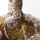 Outdoor bonsai - Larix decidua - Larch - 5/5