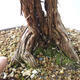 Outdoor bonsai - Cinquefoil - Potentila fruticosa yellow - 5/5