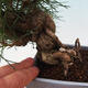 Outdoor bonsai - Pinus thunbergii - Thunbergia pine - 5/5