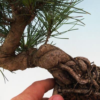Outdoor bonsai - Pinus thunbergii - Thunbergia pine - 5