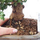 Room bonsai - Olea europaea sylvestris - Olive European bacilli - 5/7