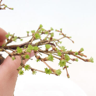 Outdoor bonsai -Larix decidua - Deciduous larch - 5