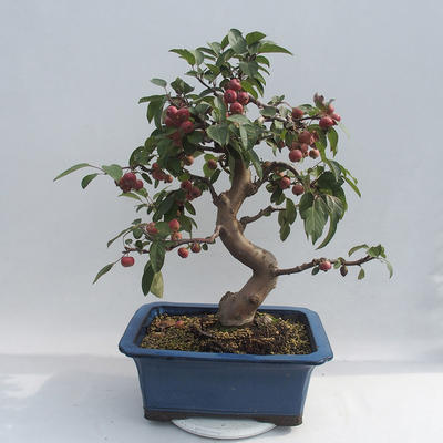 Bonsai im Freien - Malus halliana - Apfelbaum mit kleinen Früchten - 5