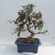 Bonsai im Freien - Malus halliana - Apfelbaum mit kleinen Früchten - 5/6
