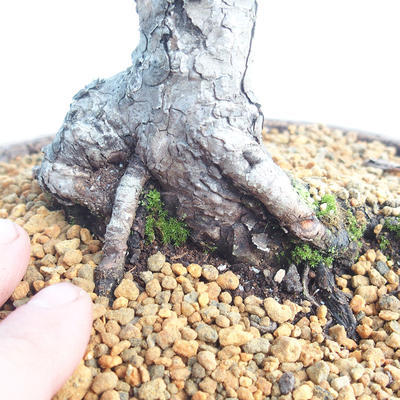 Outdoor bonsai - Pinus Mugo - Kneeling Pine - 5