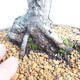 Outdoor bonsai - Pinus Mugo - Kneeling Pine - 5/5