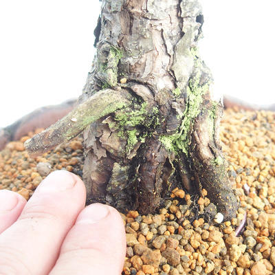 Outdoor bonsai - Pinus sylvestris - Scots pine - 5