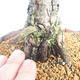 Outdoor bonsai - Pinus sylvestris - Scots pine - 5/5