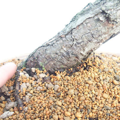 Outdoor bonsai - Pinus sylvestris - Scots pine - 5