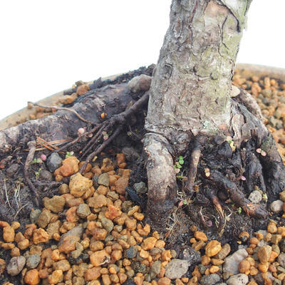 Outdoor bonsai - Pinus sylvestris - Scots Pine - 5