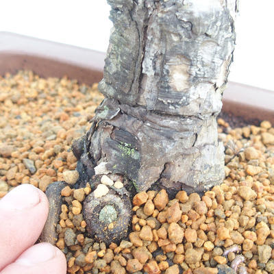 Outdoor bonsai - Pinus Nigra - Black pine - 5