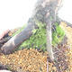 Outdoor bonsai - Juniperus chinensis - Chinese juniper - 5/5