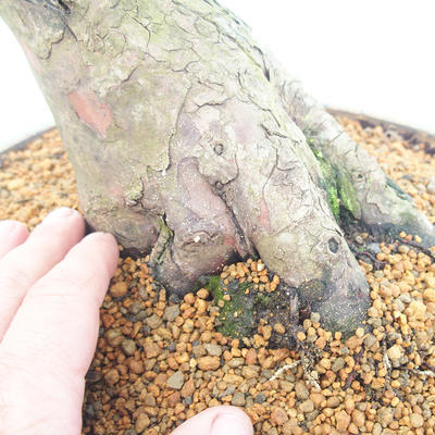 Outdoor bonsai - Taxus bacata - Red yew - 5