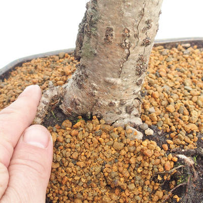 Outdoor bonsai - Small-leaved lime - Tilia cordata - 5