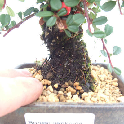 Outdoor bonsai-Cotoneaster - Rock Garden - 5