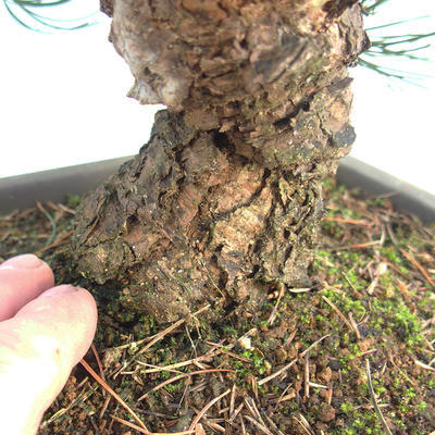 Outdoor bonsai - Pinus parviflora - Small-flowered pine - 5