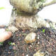 Outdoor bonsai -Mahalebka - Prunus mahaleb - 5/5