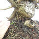 Outdoor bonsai -Mahalebka - Prunus mahaleb - 5/5