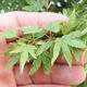 Acer palmatum KIOHIME - Palm Maple - 5/5