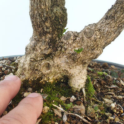 Outdoor bonsai - Buxus microphylla - boxwood - 5
