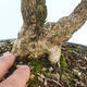 Outdoor bonsai - Buxus microphylla - boxwood - 5/5