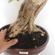 Indoor bonsai - Duranta erecta Variegata - 5/6