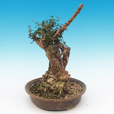 Room bonsai - Olea europaea sylvestris - Olive European bacilli - 5