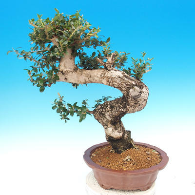 Room bonsai - Olea europaea sylvestris - Olive European bacilli - 5