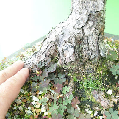 Outdoor bonsai - Pinus parviflora - Small-flowered pine - 5