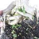 Indoor bonsai - Water jasmine - Wrightia religiosa - 5/7