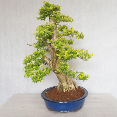 Indoor bonsai - Duranta erecta aurea - 5