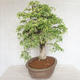 Indoor bonsai - Vachellia leucophloea - Akacia - 5/6