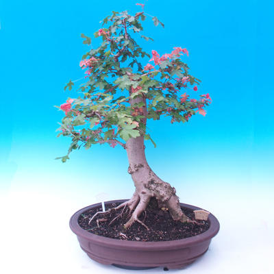 Outdoor bonsai - Baby jelly - Acer campestre - 5