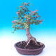 Outdoor bonsai - Baby jelly - Acer campestre - 5/6