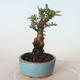 Outdoor bonsai - Ulmus parvifolia SAIGEN - Small-leaved elm - 5/5
