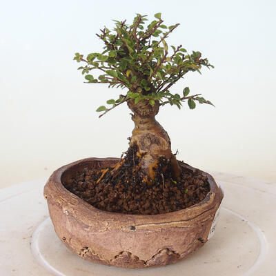 Outdoor bonsai - Ulmus parvifolia SAIGEN - Small-leaved elm - 5