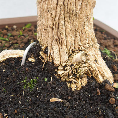 Indoor bonsai - Buxus harlandii - Cork boxwood - 5