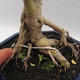 Indoor bonsai -Ligustrum Aurea - Bird's beak - 5/6